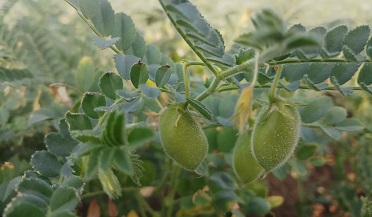 Jammulapalem Agriculture