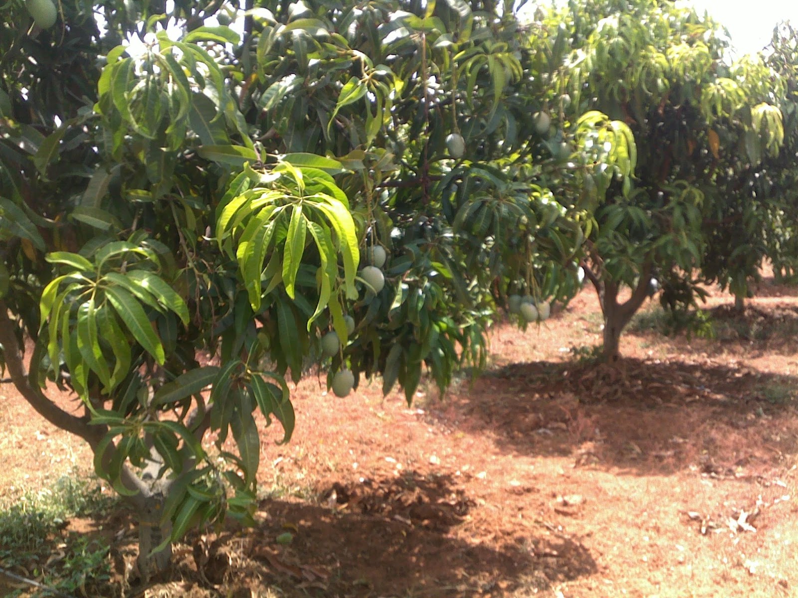 Jammulapalem Agriculture Jammulapalem Agriculture