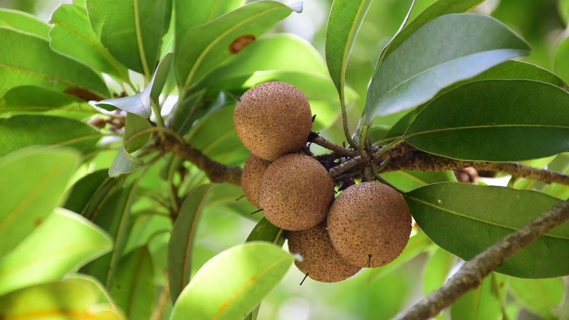Jammulapalem Agriculture